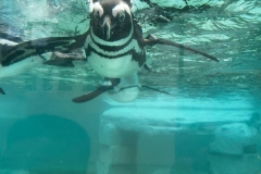 IMG-20251031-WA0216